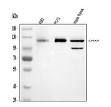 Anti-Daxx Antibody Picoband® Boster Bio