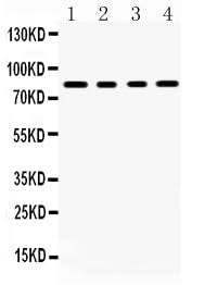 Anti-Transcription factor Sp4 Antibody Picoband® Boster Bio