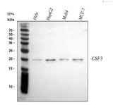 Anti-G-CSF/CSF3 Antibody Picoband® Boster Bio