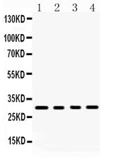 Anti-BAFF/TNFSF13B Antibody Picoband® Boster Bio