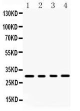 Anti-BAFF/TNFSF13B Antibody Picoband® Boster Bio