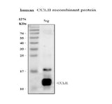 Anti-Eotaxin/CCL11 Antibody Picoband® Boster Bio