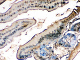 Anti-liver FABP/FABP1 Antibody Picoband® Boster Bio