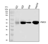 Anti-FMO3 Antibody Picoband® Boster Bio