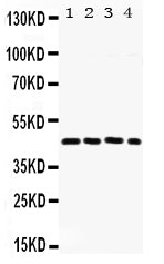 Anti-FRA2/FOSL2 Antibody Picoband® Boster Bio