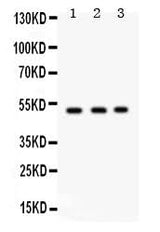 Anti-Galactoside 2-alpha-L-fucosyltransferase 1/FUT1 Antibody Picoband® Boster Bio