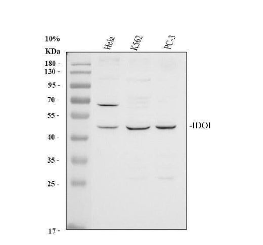 Anti-Indoleamine 2, 3-dioxygenase/IDO1 Antibody Picoband® Boster Bio