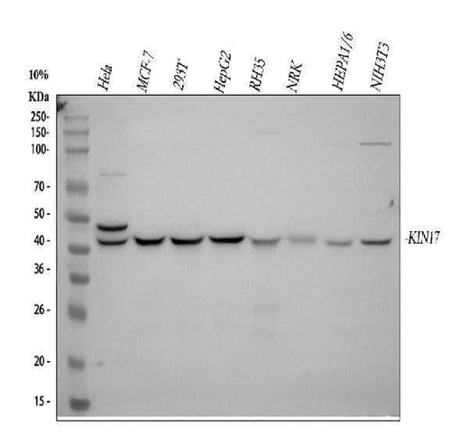 Anti-KIN Antibody Picoband® Boster Bio