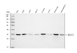 Anti-MNAT1 Antibody Picoband® Boster Bio