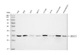 Anti-MNAT1 Antibody Picoband® Boster Bio