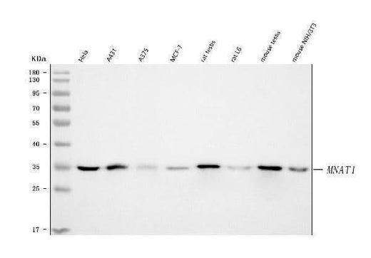 Anti-MNAT1 Antibody Picoband® Boster Bio