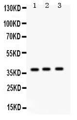 Anti-Surfactant protein D/SFTPD Antibody Picoband® Boster Bio