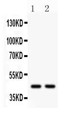Anti-Wnt3 Antibody Picoband® Boster Bio