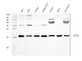Anti-Cofilin/CFL1 Antibody Picoband® Boster Bio