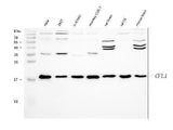 Anti-Cofilin/CFL1 Antibody Picoband® Boster Bio