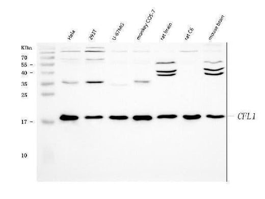 Anti-Cofilin/CFL1 Antibody Picoband® Boster Bio