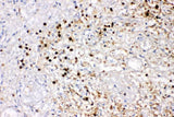 Anti-IL8/CXCL8 Antibody Picoband® Boster Bio