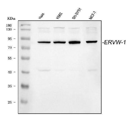 Anti-ERVW-1 Antibody Picoband® Boster Bio