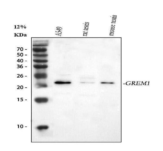 Anti-Gremlin 1/GREM1 Antibody Picoband® Boster Bio