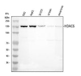 Anti-HDAC6 Antibody Picoband® Boster Bio