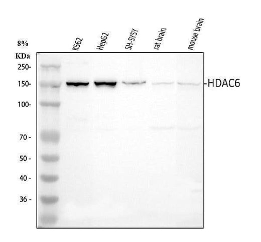 Anti-HDAC6 Antibody Picoband® Boster Bio