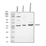 Anti-Hex/HHEX Antibody Picoband® Boster Bio