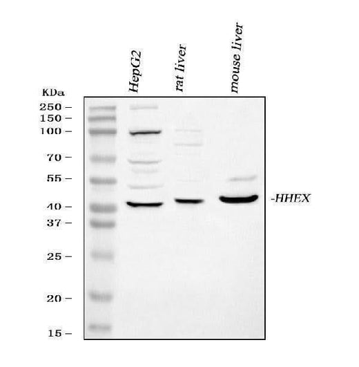 Anti-Hex/HHEX Antibody Picoband® Boster Bio