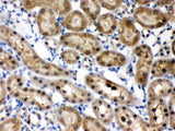 Anti-HINT1 Antibody Picoband® Boster Bio