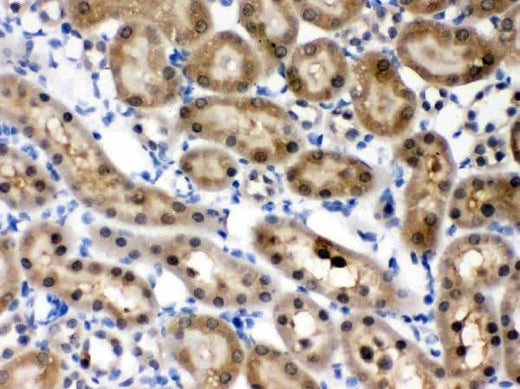Anti-HINT1 Antibody Picoband® Boster Bio