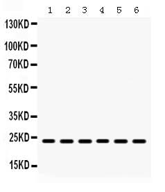 Anti-HMG4/HMGB3 Antibody Picoband® Boster Bio