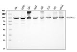 Anti-Hsp90 alpha/HSP90AA1 Antibody Picoband® Boster Bio