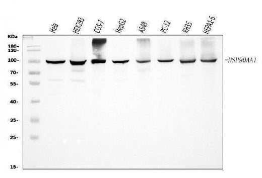 Anti-Hsp90 alpha/HSP90AA1 Antibody Picoband® Boster Bio