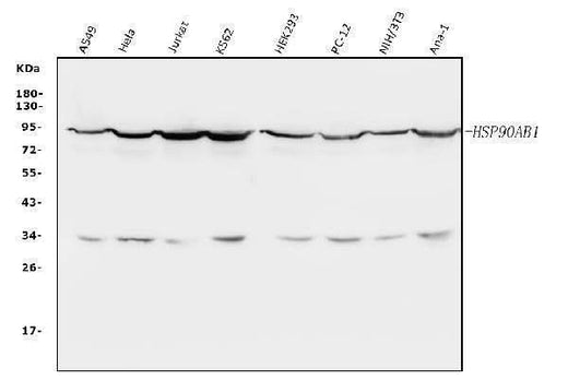 Anti-Hsp90 beta/HSP90AB1 Antibody Picoband® Boster Bio