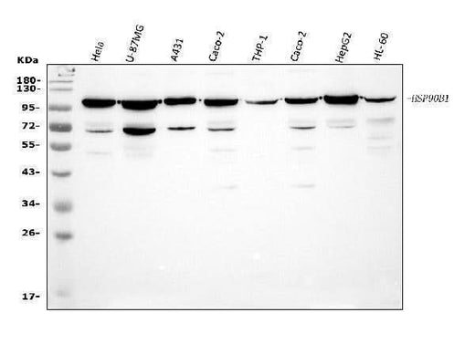 Anti-GRP94/HSP90B1 Antibody Picoband® Boster Bio
