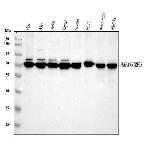 Anti-Grp75/HSPA9 Antibody Picoband® Boster Bio