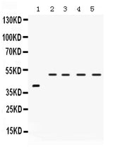 Anti-IRF2 Antibody Picoband® Boster Bio