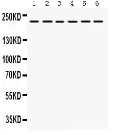 Anti-Integrin alpha 4/ITGA4 Antibody Picoband® Boster Bio