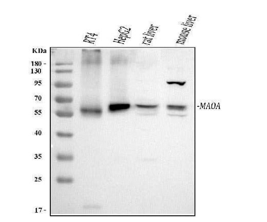 Anti-Monoamine Oxidase A/MAOA Antibody Picoband® Boster Bio