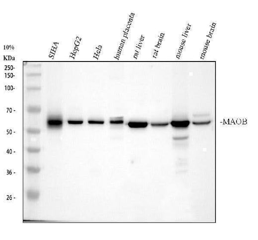 Anti-Monoamine Oxidase B/MAOB Antibody Picoband® Boster Bio