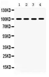 Anti-MAPK6 Antibody Picoband® Boster Bio