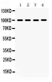Anti-MAPK6 Antibody Picoband® Boster Bio