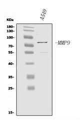 Anti-MMP9 Antibody Picoband® Boster Bio