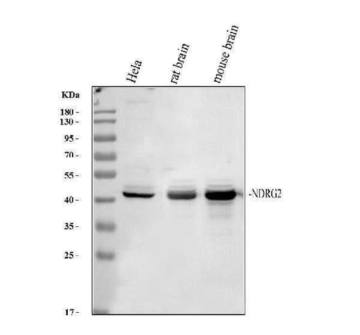Anti-NDRG2 Antibody Picoband® Boster Bio