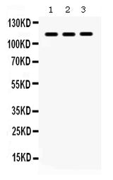 Anti-CARD12/NLRC4 Antibody Picoband® Boster Bio