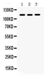Anti-CARD12/NLRC4 Antibody Picoband® Boster Bio