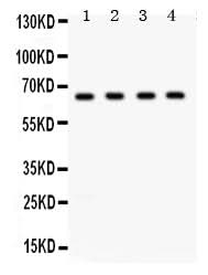 Anti-FE65/APBB1 Antibody Picoband® Boster Bio