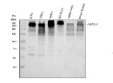 Anti-ARID1A Antibody Picoband® Boster Bio