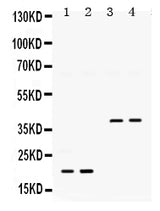 Anti-BMP2 Antibody Picoband® Boster Bio