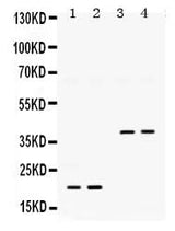 Anti-BMP2 Antibody Picoband® Boster Bio