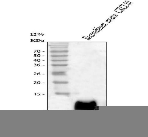 Anti-IP10/CXCL10 Antibody Picoband® Boster Bio
